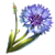 Corn Flower