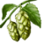 Hallertau Hops