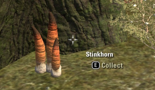 Stinkhorn
