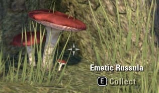 Emetic Russula
