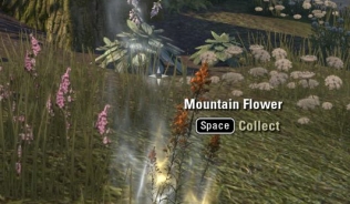 Mountain Flower