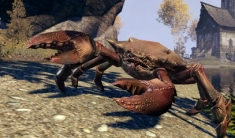 Rufous Mudcrab