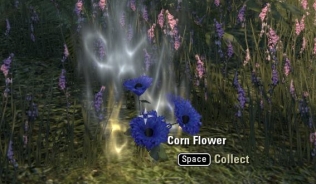 Corn Flower