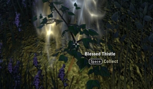 Blessed Thistle