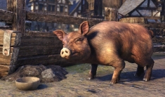 Bristlegut Pig