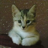 Аватар Besor