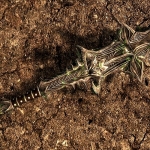 Аватар Argost