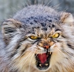 Аватар manul